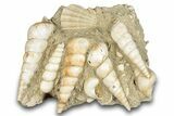 Fossil Gastropod (Haustator) Cluster - Damery, France #284441-1